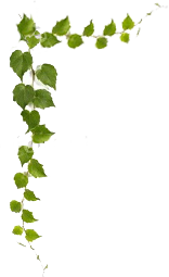 Kwiaciarnie Orchidea